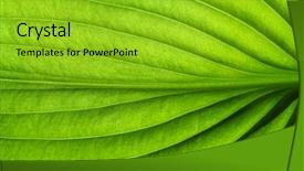  Presentation with green leaf - Amazing PPT theme having greenish - green leaves background leaf texture backdrop and a gold colored foreground