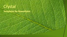  Presentation with green leaf - PPT layouts consisting of greenish - green leaves background leaf texture background and a tawny brown colored foreground