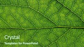  Presentation with green leaf - Amazing PPT layouts having greenish - green leaves background leaf texture backdrop and a forest green colored foreground