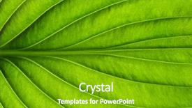  Presentation with green leaf - PPT theme with greenish - green leaves background leaf texture background and a shamrock green colored foreground