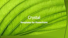  Presentation with green leaf - Cool new PPT layouts with greenish - green leaves background leaf texture backdrop and a shamrock green colored foreground