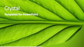  Presentation with green abstract leaves texture - PPT theme featuring greenish - green leaves background leaf texture background and a shamrock green colored foreground