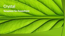  Presentation with green leaf - Presentation theme enhanced with greenish - green leaves background leaf texture background and a shamrock green colored foreground