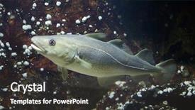  Presentation with marine engineer - Colorful PPT theme enhanced with greenland - atlantic cod gadus morhua marine backdrop and a dark gray colored foreground
