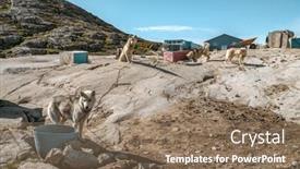  Presentation with packs - Cool new PPT layouts with greenland-travel-scene-greenlandic-sled backdrop and a coral colored foreground