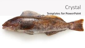  Presentation with background - Colorful theme enhanced with greenling-isolated-on-white-background backdrop and a white colored foreground