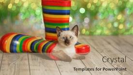  Presentation with greeting card - Presentation theme having greeting-card-cute-kitten background and a mint green colored foreground