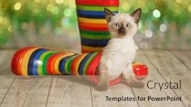  Presentation with kitten - Colorful presentation theme enhanced with greeting-card-cute-kitten backdrop and a coral colored foreground