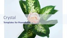  Presentation with blue rose - Audience pleasing PPT theme consisting of greeting-card-pink-rose backdrop and a sky blue colored foreground