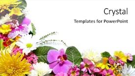 Presentation with beautiful spring flowers - Cool new slides with greeting card with beautiful flowers backdrop and a white colored foreground