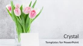  Presentation with happy birthday mama greeting card - Audience pleasing slides consisting of greeting card with colorful tulip backdrop and a white colored foreground