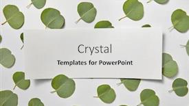  Presentation with eucalyptus leaves - Colorful slides enhanced with greeting-postcard-from-small-leaves backdrop and a light gray colored foreground