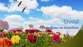  Presentation with postcard - PPT theme having greeting-postcard-multi-colored-buttercups background and a light blue colored foreground