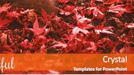  Presentation with thanksgiving or fall greeting - Colorful presentation theme enhanced with greeting text against red maple backdrop and a crimson colored foreground
