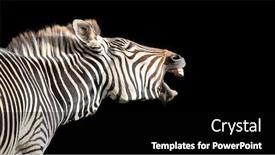  Presentation with space - Cool new PPT theme with grevy-s-zebra-equus-grevyi backdrop and a black colored foreground