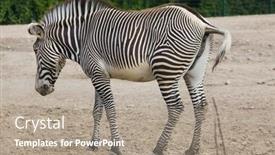  Presentation with keel billed toucan also known - Colorful presentation design enhanced with grevy-s-zebra-equus-grevyi backdrop and a coral colored foreground