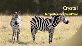  Presentation with kenya - Theme having grevy s zebra equus grevyi background and a tawny brown colored foreground
