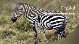  Presentation with kenya - PPT layouts enhanced with grevy s zebra equus grevyi sometimes known as the imperial zebra is the largest species of zebra it is found in the masai mara reserve in kenya africa background and a violet colored foreground