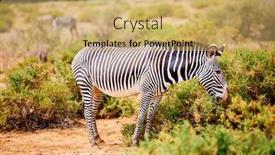  Presentation with national accounts - Presentation theme featuring grevy-s-zebra-in-samburu background and a yellow colored foreground
