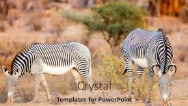  Presentation with national - Beautiful presentation theme featuring grevy-s-zebras-in-samburu backdrop and a coral colored foreground