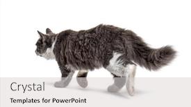  Presentation with cat - Audience pleasing PPT theme consisting of grey-and-white-crossbreed-cat backdrop and a light gray colored foreground