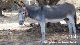  Presentation with tree - Colorful presentation theme enhanced with grey-and-white-donkey-tethered backdrop and a gray colored foreground