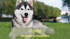 Presentation with siberian husky dog black - PPT theme consisting of grey black purebread husky background and a tawny brown colored foreground