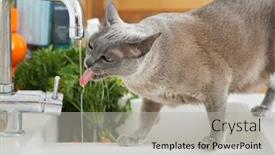  Presentation with water tap - Presentation featuring grey-cat-drinking-water background and a light gray colored foreground
