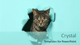  Presentation with cat - Audience pleasing presentation consisting of grey-cat-looking-out backdrop and a arctic colored foreground