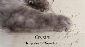  Presentation with paw - PPT layouts enhanced with grey-cat-paw-play-cardboard background and a light gray colored foreground