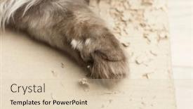  Presentation with paw - Beautiful PPT layouts featuring grey-cat-paw-play-cardboard backdrop and a lemonade colored foreground