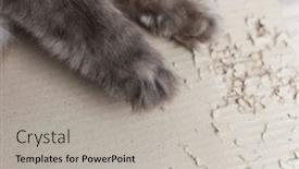  Presentation with paw - Theme with grey-cat-paw-play-cardboard background and a light gray colored foreground