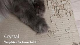  Presentation with paw - Audience pleasing slide deck consisting of grey-cat-paw-play-cardboard backdrop and a gray colored foreground
