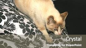  Presentation with blue eyes technology eye scan - PPT theme with grey cat with blue eyes background and a gray colored foreground