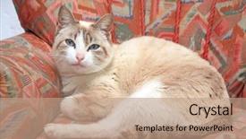  Presentation with blue eyes technology eye scan - Beautiful PPT layouts featuring grey cat with blue eyes backdrop and a coral colored foreground