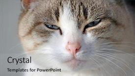  Presentation with blue eyes - Presentation theme consisting of grey cat with blue eyes background and a light gray colored foreground