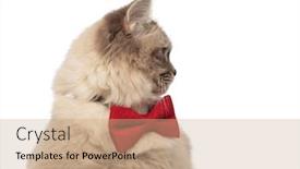  Presentation with red white grey - Presentation design with grey cat with red bowtie turning its head to side while lying on white background background and a coral colored foreground
