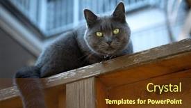  Presentation with eyes - Slide deck with grey-cat-with-yellow-eyes background and a tawny brown colored foreground