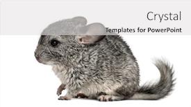 Presentation with grey - Slides enhanced with grey-chinchilla-standing-isolated background and a light gray colored foreground