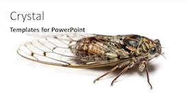  Presentation with grey - PPT theme with grey-cicada-isolated-on-white background and a white colored foreground
