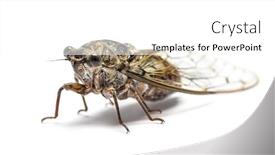  Presentation with grey - Amazing PPT theme having grey-cicada-isolated-on-white backdrop and a white colored foreground