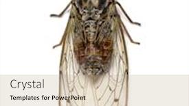  Presentation with grey - PPT theme enhanced with grey-cicada-isolated-on-white background and a coral colored foreground