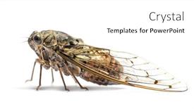  Presentation with grey - Amazing slide set having grey-cicada-isolated-on-white backdrop and a white colored foreground