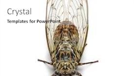  Presentation with grey - Presentation design consisting of grey-cicada-isolated-on-white background and a white colored foreground