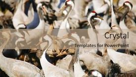  Presentation with quail bird common - Presentation featuring grey color - wild birds common crane latin background and a  colored foreground