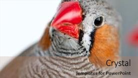  Presentation with blur - Audience pleasing theme consisting of grey color - zebra finch on a blur backdrop and a coral colored foreground