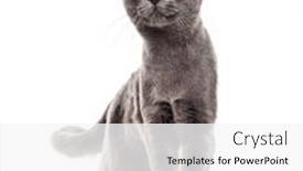 Presentation with walking cat - Presentation design having grey-crossbreed-cat-yellow-eyed background and a white colored foreground
