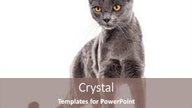  Presentation with cat - Slide deck enhanced with grey-crossbreed-cat-yellow-eyed and a gray colored foreground