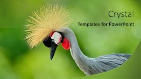  Presentation with crane - Beautiful slide set featuring grey crowned crane balearica regulorum backdrop and a seafoam green colored foreground
