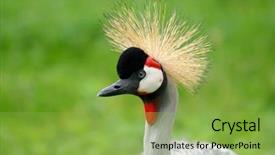  Presentation with crane - Presentation theme consisting of grey crowned crane balearica regulorum nature and wildlife photo background and a yellow colored foreground